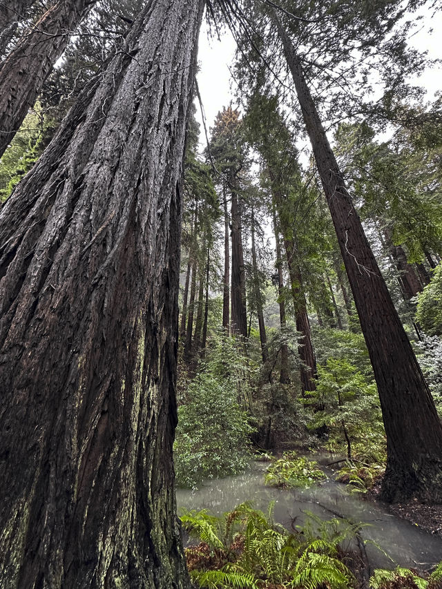 Easy way to see sequoias