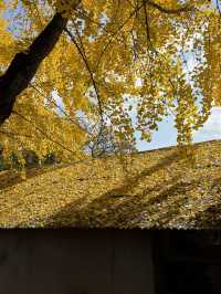 경남에두 가을이 왔어요🍂