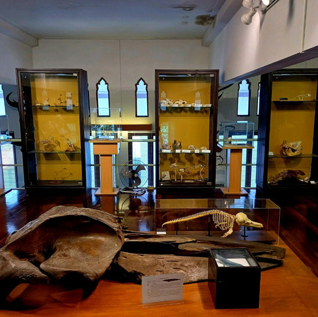 泰國曼谷朱拉隆功大学自然历史博物館，親子博物館遊覽好去處