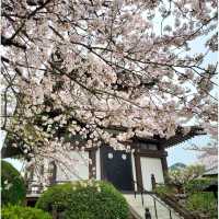 Cherry Blossom along the River