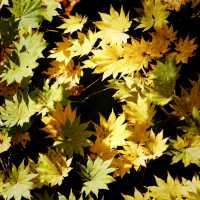 紅葉の季節になりました🍂