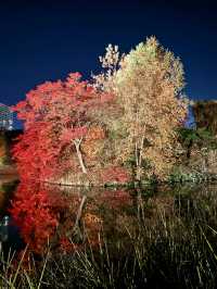 北海道　札幌観光　中島公園2024 紅葉の中島公園ライトアップが最高だった！