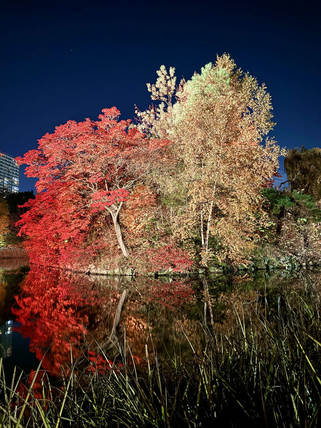 北海道　札幌観光　中島公園2024 紅葉の中島公園ライトアップが最高だった！