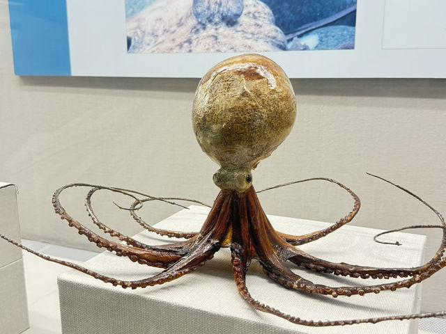 釜山　家族連れにもオススメ　無料海洋博物館