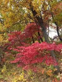 Exploring Ewha Womans University: A Beautiful Blend of Tradition and Modernity