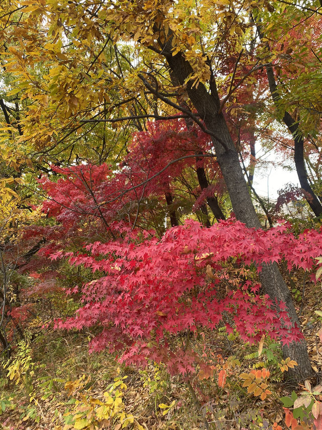 Exploring Ewha Womans University: A Beautiful Blend of Tradition and Modernity