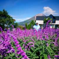 Purple Paradise: Discover the Tranquil Beauty of Lavender Farm Berastagi