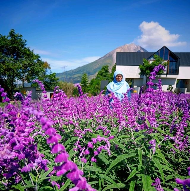 Purple Paradise: Discover the Tranquil Beauty of Lavender Farm Berastagi
