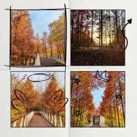 後湖濕地：美麗紅杉秋色🍂🌳