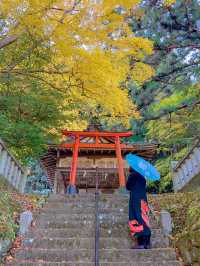 京都💛イチョウの敷紅葉💛導観稲荷神社⛩️
