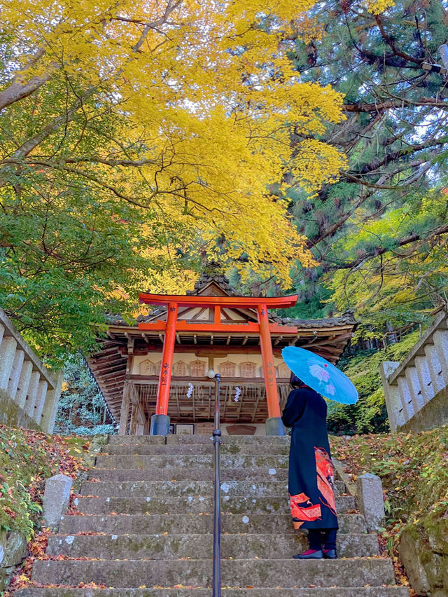 京都💛イチョウの敷紅葉💛導観稲荷神社⛩️