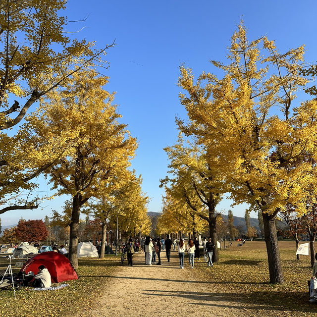 노란 은행나무의 힐링 명소 여주 강천섬🌼