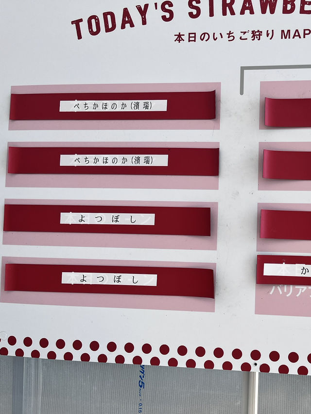 東京親手摘士多啤梨🍓超級甜！！
