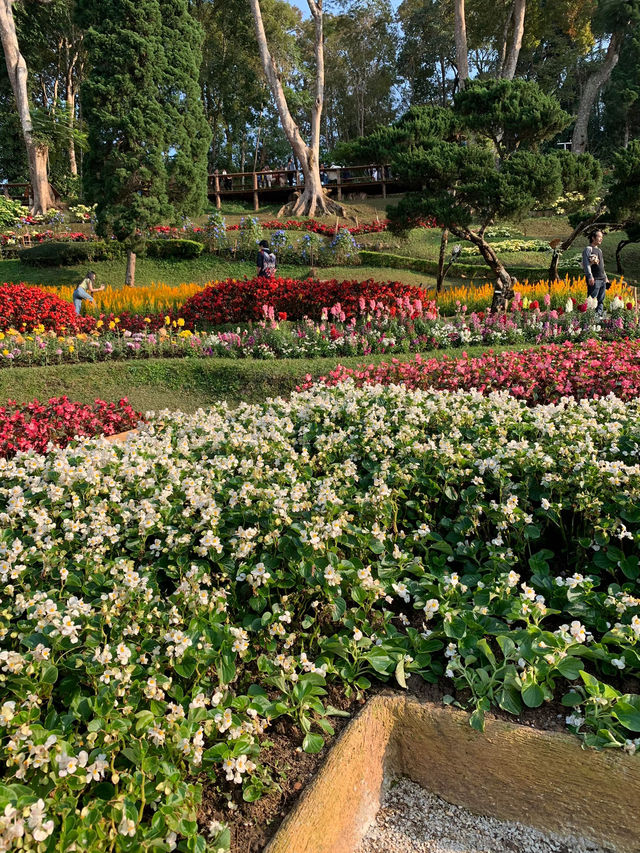 ชมดอกไม้สวนแม่ฟ้าหลวง 🌷🌼🌹🌾ธรรมชาติที่งดงาม