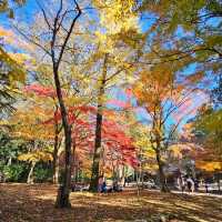 日本紅楓季秘境，漫步書寫山。