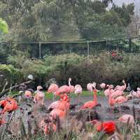 台北市立動物園：動物王國之旅 🦁🌿