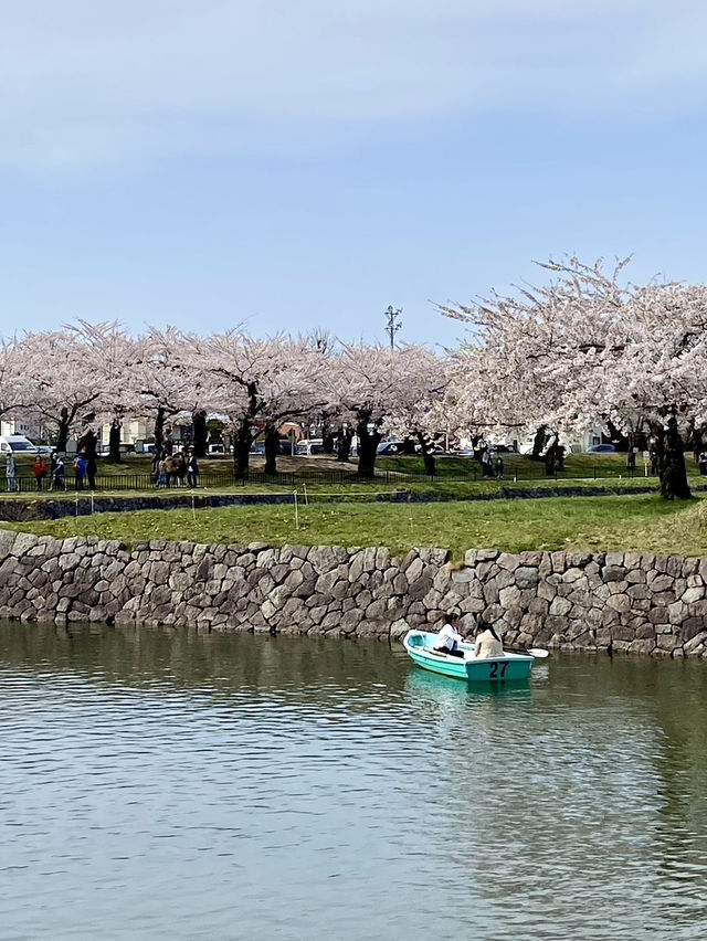 Cherry Blossoms Viewing at Goryokaku Park: Japan's Hidden Gem