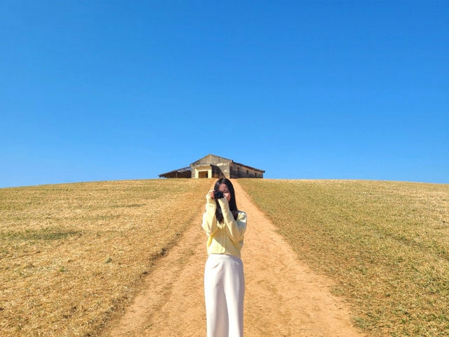 보령 청보리밭