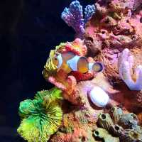 รีวิว Aquaria KLCC กัวลาลัมเปอร์