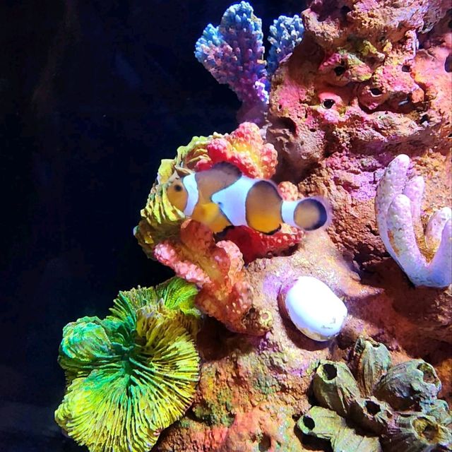 รีวิว Aquaria KLCC กัวลาลัมเปอร์