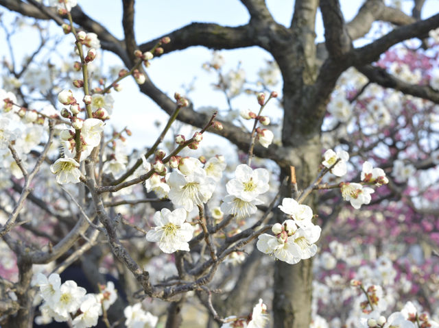 春日的奇蹟：梅花盛景之旅 🌸✨