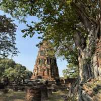 วัดมหาธาตุ จ.พระนครศรีอยุธยา