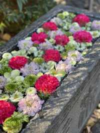 【埼玉×行田】週替わりの花手水が境内の至る所に・・