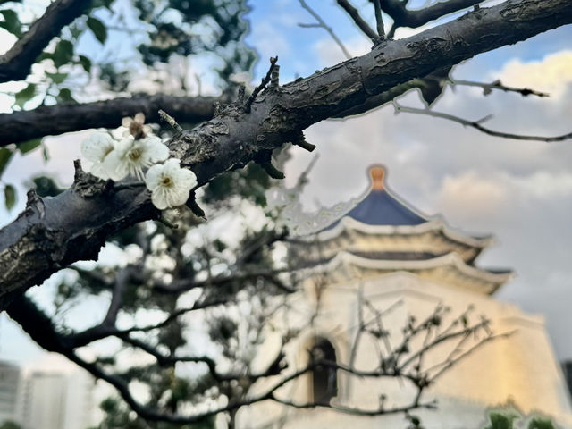 中正紀念堂賞梅去