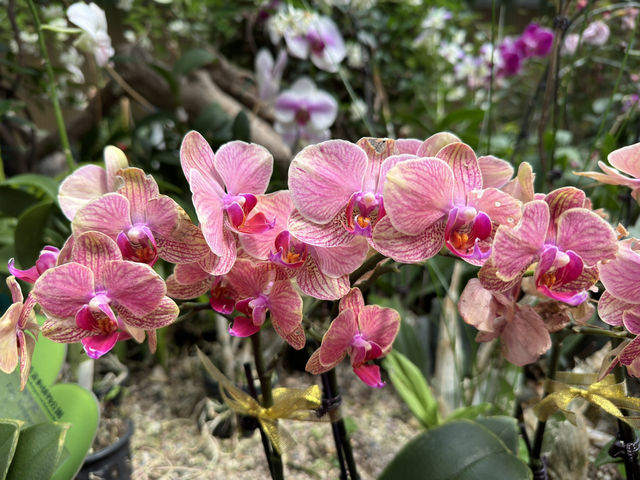 情人節的浪漫之選：香港動植物公園 🌿❤️