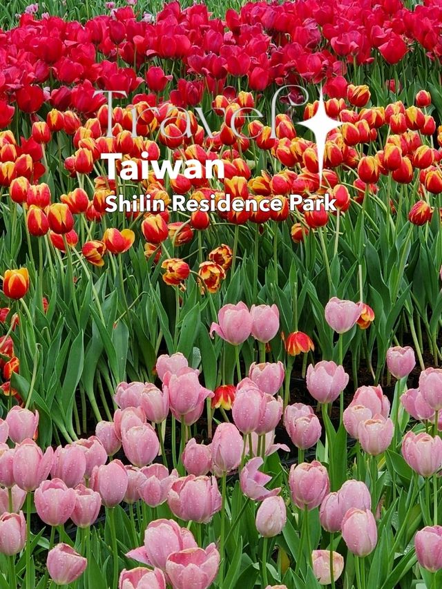 ✨Tulips season
