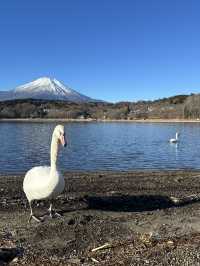 山中湖🇯🇵單車遊湖賞富士山🗻