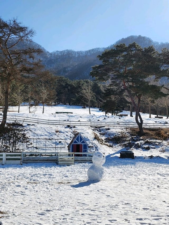춘천여행 필수코스 먹이주기 체험할 수 있는 목장🐑