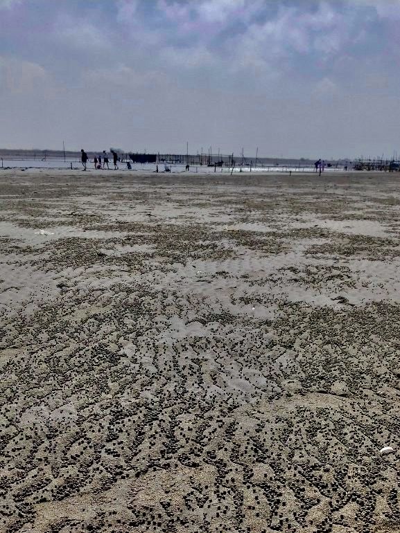 踩著浪花看蚵田的王功