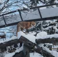 Asahiyama Zoo สวนสัตว์ยอดฮิตเมือง Asahikawa