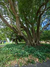 林木茂密古樹參天打卡的Albert Park