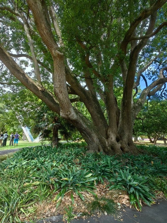 林木茂密古樹參天打卡的Albert Park