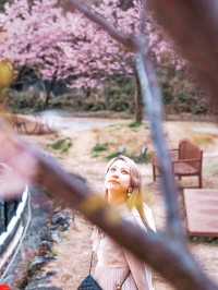 【絶景】熱海の桜が咲いてます🌸💗