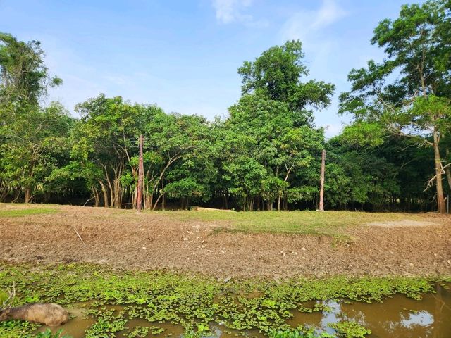 สะพานชมกวาง ชุมพร