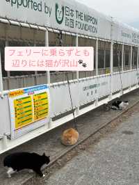 【福岡 相島】世界6大猫スポットで猫と触れ合う！