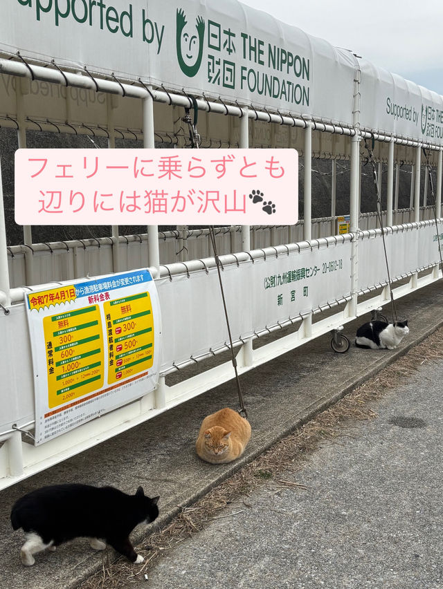 【福岡 相島】世界6大猫スポットで猫と触れ合う！