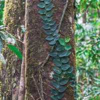 【オーストラリア】大自然に包まれる癒しの森！モスマン渓谷🌿🏞️