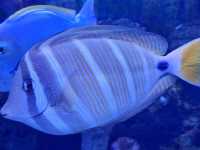 セブの水族館🤍【セブ・オーシャン・パーク】