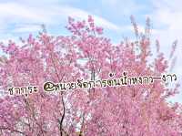 ชมซากุระ @หน่วยจัดการต้นน้ำหงาว-งาว จ.เชียงราย