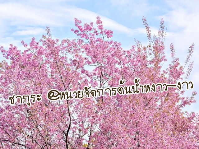ชมซากุระ @หน่วยจัดการต้นน้ำหงาว-งาว จ.เชียงราย
