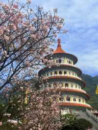 淡水｜粉色浪漫襲捲天元宮 吉野櫻嫁接山櫻花超強適應力櫻花