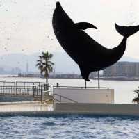 福岡の水族館『マリンワールド海の中道』🐠