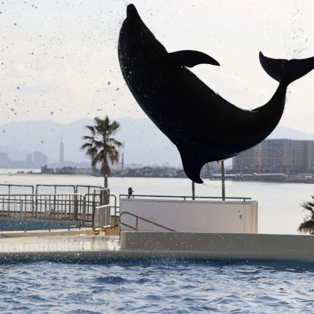 福岡の水族館『マリンワールド海の中道』🐠