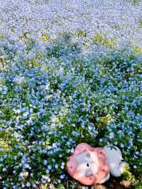 Maishima Nemophila Flower Festival, Japan 🇯🇵