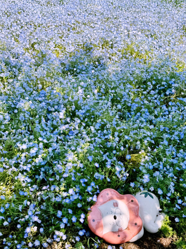 Maishima Nemophila Flower Festival, Japan 🇯🇵