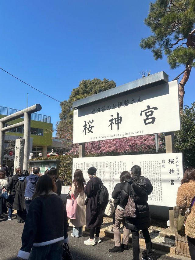 【桜神宮】河津桜とピンクリボン🎀が綺麗だった‼️